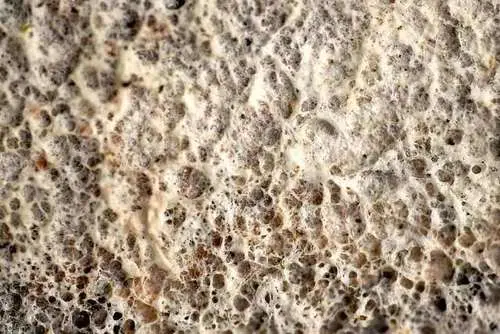 Botryobasidium vagum (Botryobasidium vagum), photo