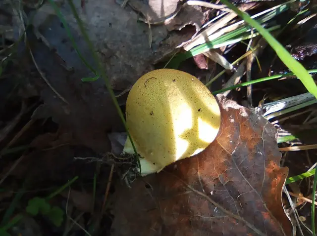 Deceiving Bovist (Bovista aestivalis), photo
