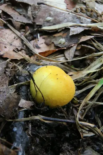 Bovista colorata (Bovista colorata), photo