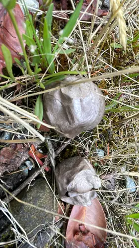 Round Puffball (Bovista pila), photo