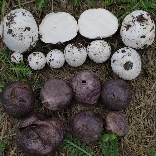 Grey Puffball (Bovista plumbea), photo