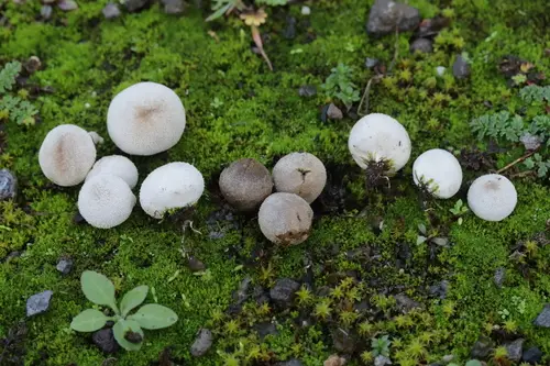 Dwarf Puffball (Bovista pusilla), photo