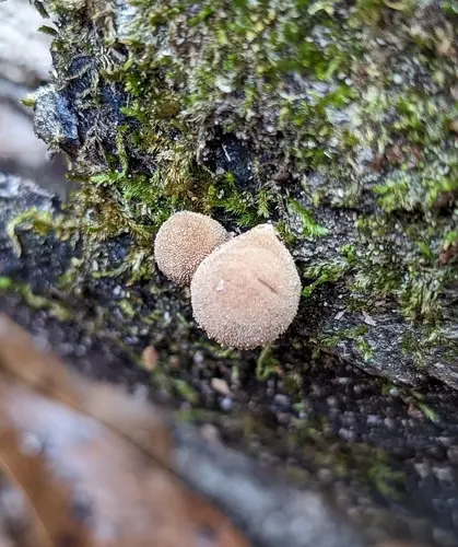 Bryoperdon acuminatum (Bryoperdon acuminatum), photo