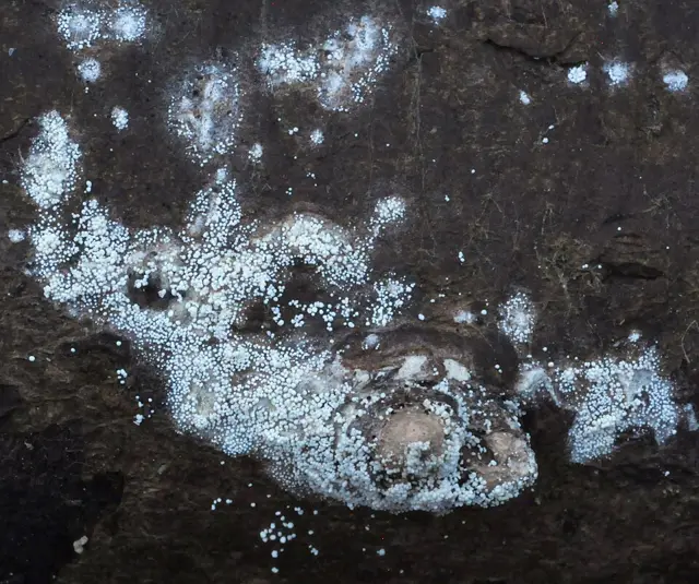 Couscous Crust (Bulbillomyces farinosus), photo
