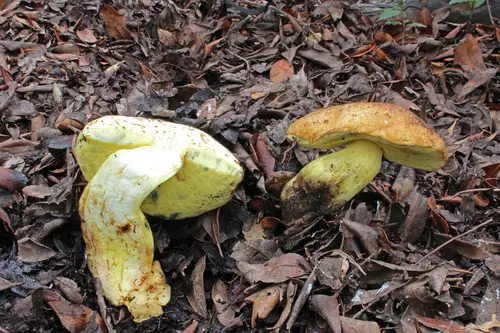 Butter Bolete (Butyriboletus appendiculatus), photo