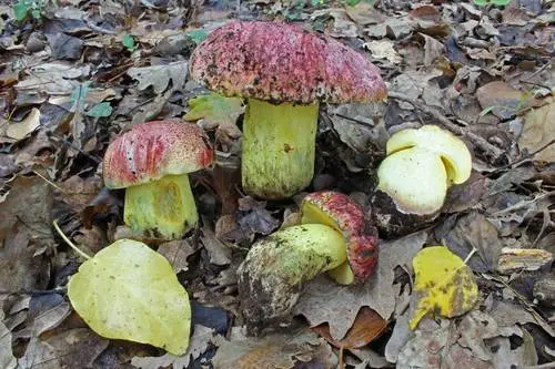 Royal Bolete (Butyriboletus regius), photo