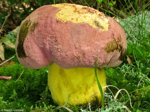 Butyriboletus roseopurpureus (Butyriboletus roseopurpureus), photo