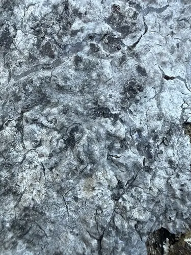 Byssocorticium atrovirens (Byssocorticium atrovirens), photo