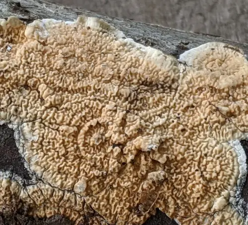 Netted Crust (Byssomerulius corium), photo