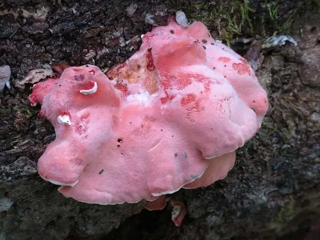 Byssomerulius incarnatus (Byssomerulius incarnatus), photo