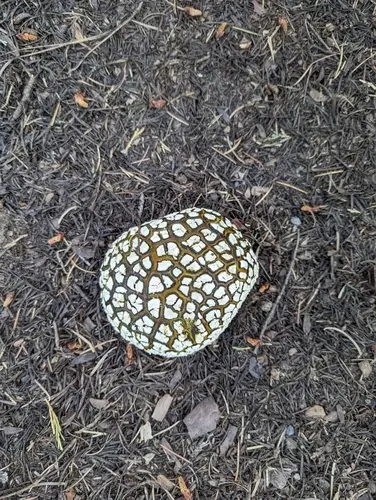 Sculptured Puffball (Calbovista subsculpta), photo
