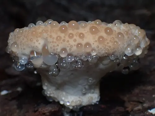 Calcipostia guttulata (Calcipostia guttulata), photo