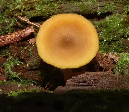 Olive Lute (Callistosporium luteo-olivaceum), photo