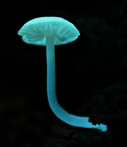Callistosporium pseudofelleum (Callistosporium pseudofelleum), photo