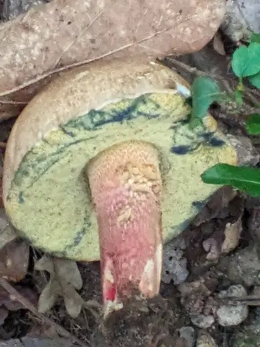 Bitter Beech Bolete (Caloboletus calopus), photo