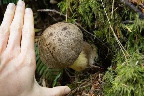 Dark Bitter Bolete (Caloboletus conifericola), photo