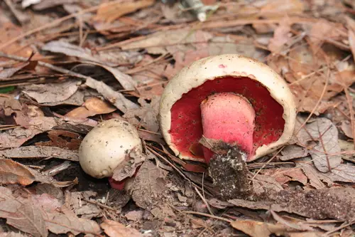 Caloboletus firmus (Caloboletus firmus), photo