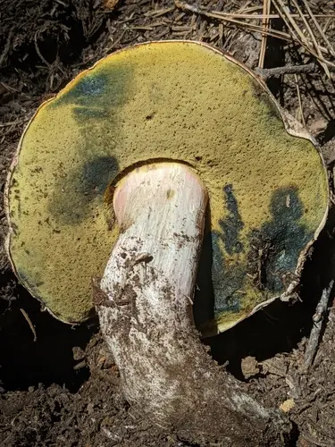 Caloboletus frustosus (Caloboletus frustosus), photo
