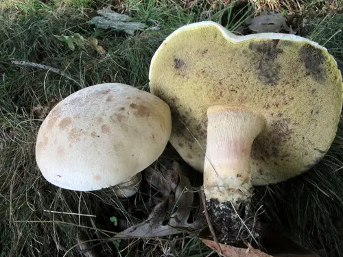 Caloboletus inedulis (Caloboletus inedulis), photo