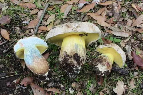 Rooting Bolete (Caloboletus radicans), photo