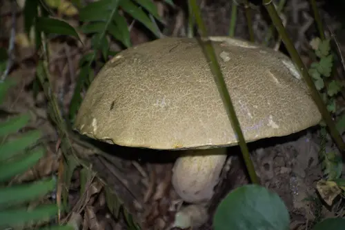 Red-Footed Bitter Bolete (Caloboletus rubripes), photo