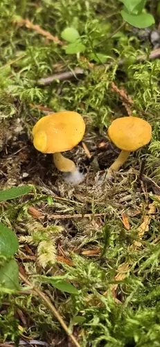 Calocybe naucoria (Calocybe naucoria), photo