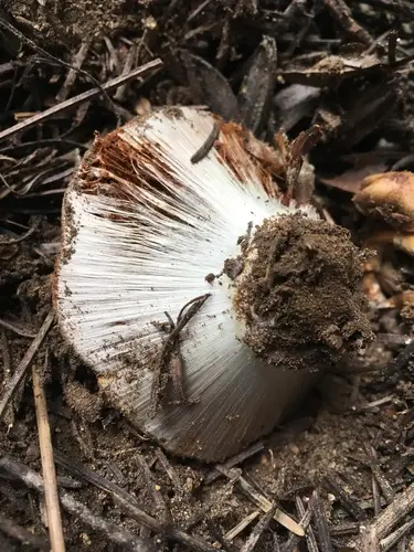 Calonarius verrucisporus (Calonarius verrucisporus), photo