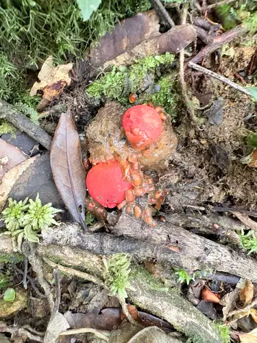 Gelatinous Stalked Puffball (Calostoma cinnabarinum), photo