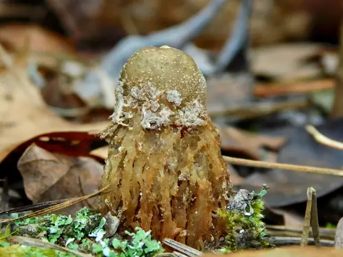 Calostoma ravenelii (Calostoma ravenelii), photo