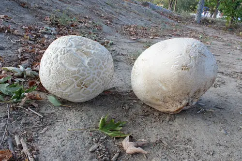 Western Giant Puffball (Calvatia booniana), photo