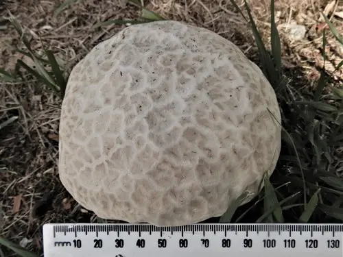 Orange-Staining Puffball (Calvatia candida), photo