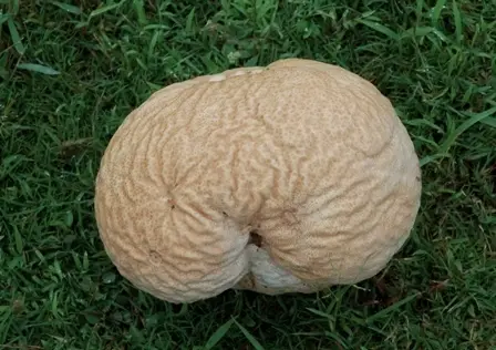 Brain Puffball (Calvatia craniiformis), photo