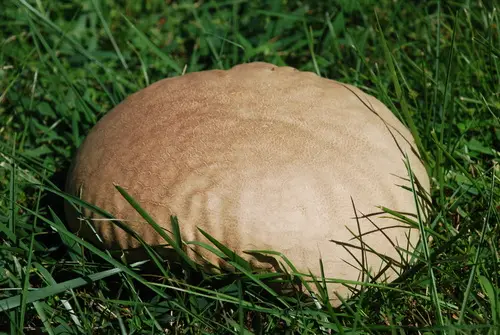 Purple-Spored Puffball (Calvatia cyathiformis), photo