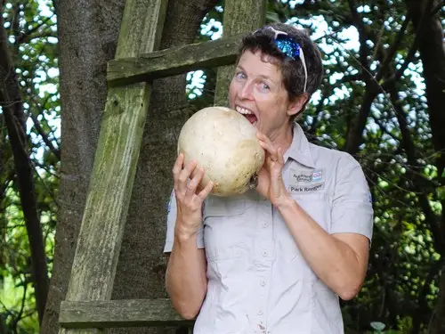 Giant Puffball (Calvatia gigantea), photo