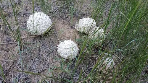 Sculpted Puffball (Calvatia sculpta), photo