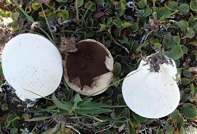 Calvatia turneri (Calvatia turneri), photo