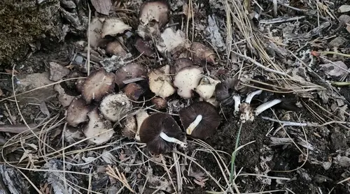 Pale Brittlestem (Candolleomyces candolleanus), photo