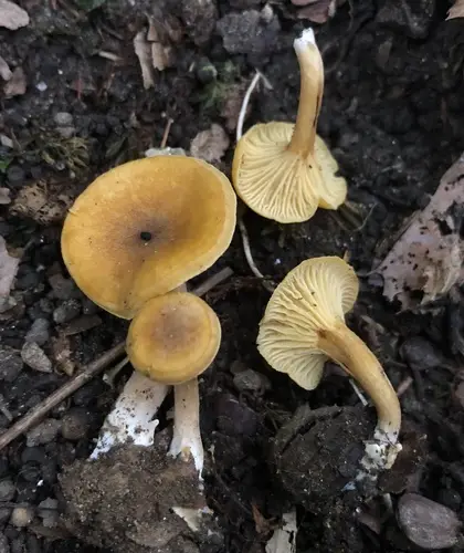 Appalachian Chanterelle (Cantharellus appalachiensis), photo