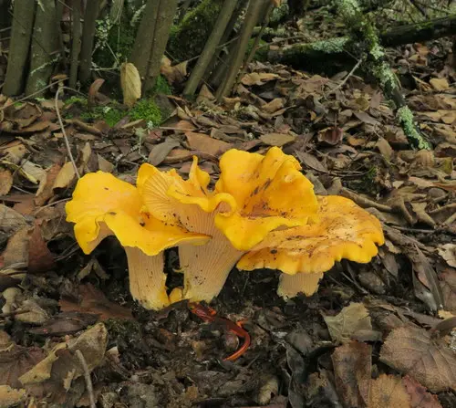 California Golden Chanterelle (Cantharellus californicus), photo