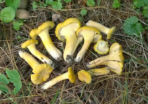 Chicago Chanterelle (Cantharellus chicagoensis), photo