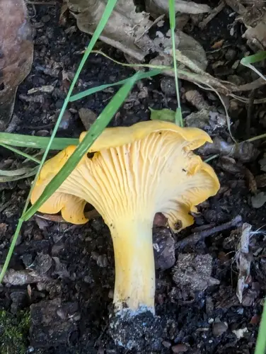 Chanterelle (Cantharellus cibarius), photo