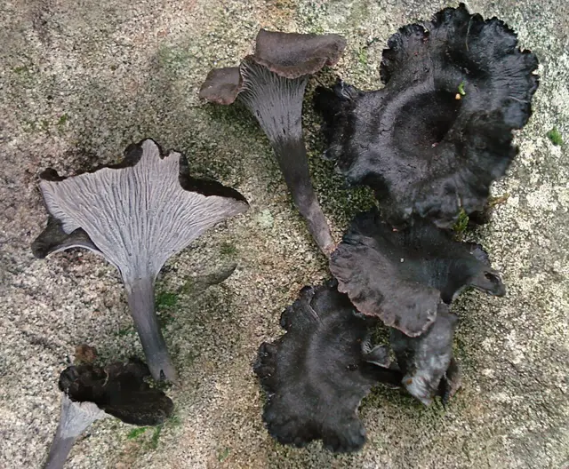 Cantharellus cinereus (Cantharellus cinereus), photo