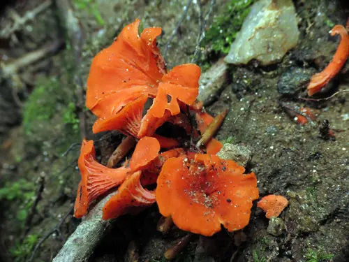 Cinnabar Chanterelle (Cantharellus cinnabarinus), photo