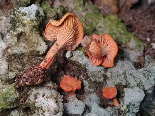 Flamingo Chanterelle (Cantharellus coccolobae), photo