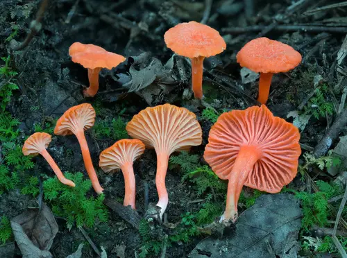 Cantharellus corallinus (Cantharellus corallinus), photo