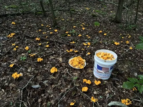 Cantharellus flavolateritius (Cantharellus flavolateritius), photo