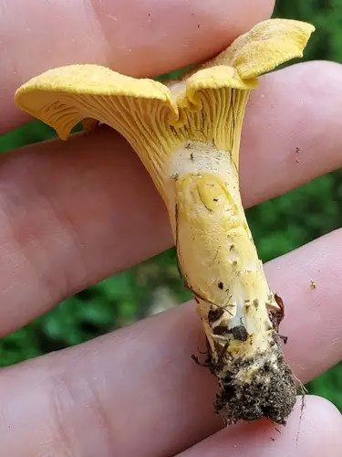 Midwestern Yellow Chanterelle (Cantharellus flavus), photo