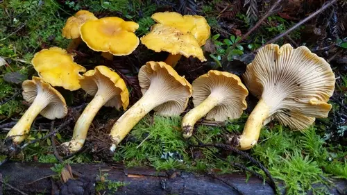 Pacific Golden Chanterelle (Cantharellus formosus), photo