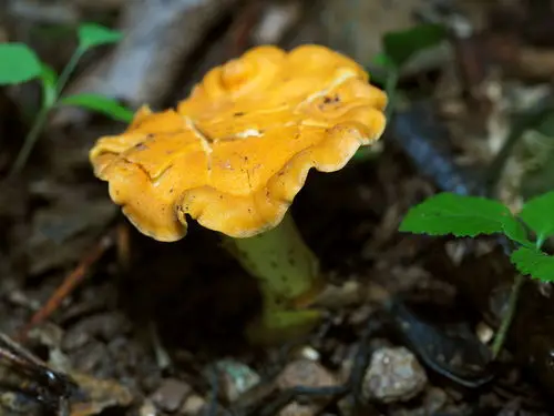 Smooth Chanterelle (Cantharellus lateritius), photo