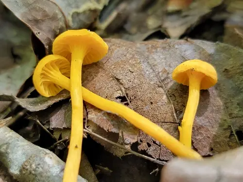 Small Chanterelle (Cantharellus minor), photo